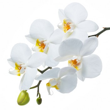 Стол обеденный Танго белый/Орхидея в Новосибирске - mebel54.com | фото
